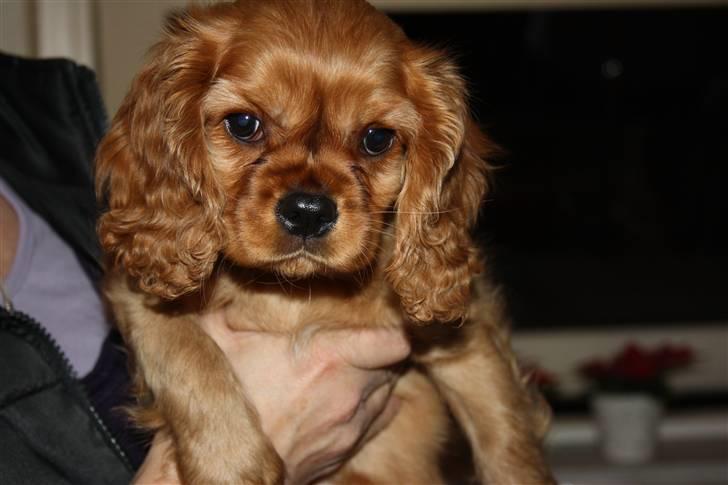 Cavalier king charles spaniel Zoe billede 12
