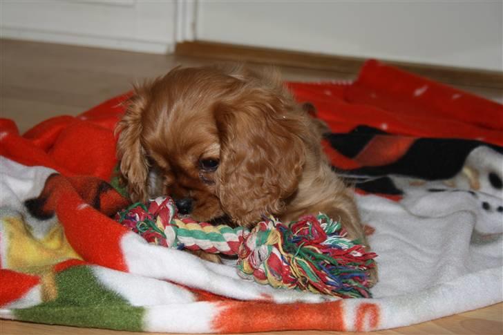 Cavalier king charles spaniel Zoe billede 13