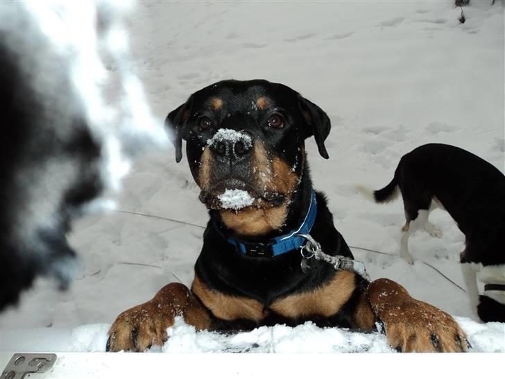 Rottweiler Cæsar - ca 9måneder billede 18