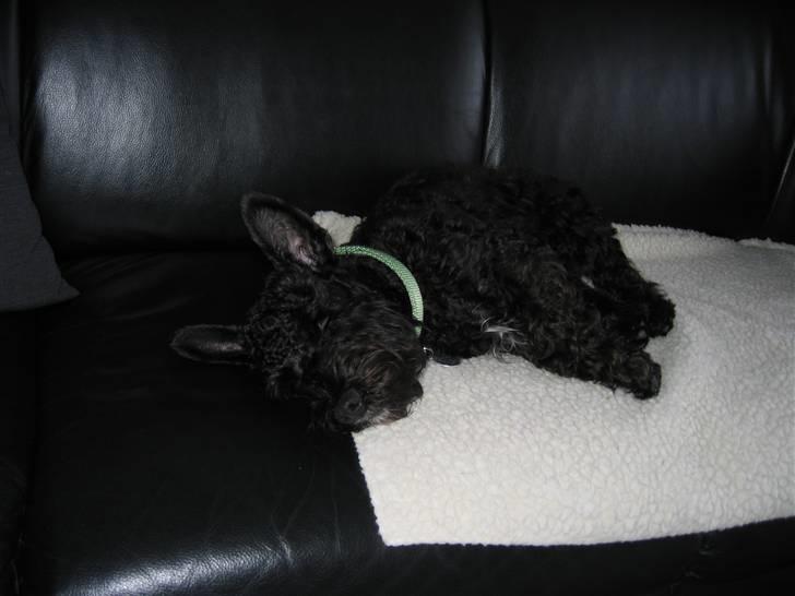 Blanding af racer Egon - Egon 7 måneder billede 19