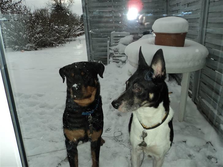 Rottweiler Cæsar - ca 9måneder billede 19