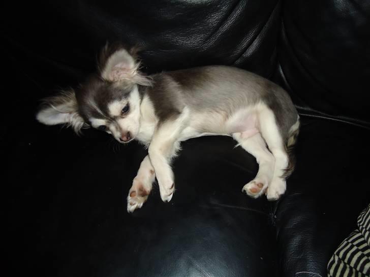 Chihuahua Snoopy billede 1