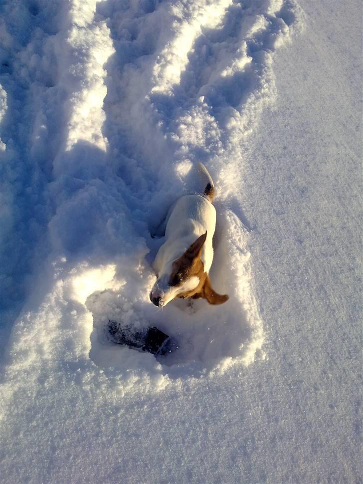 Jack russell terrier Vaks billede 4