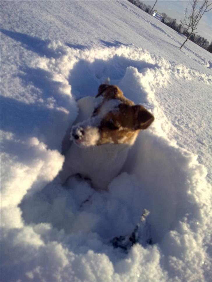 Jack russell terrier Vaks billede 5