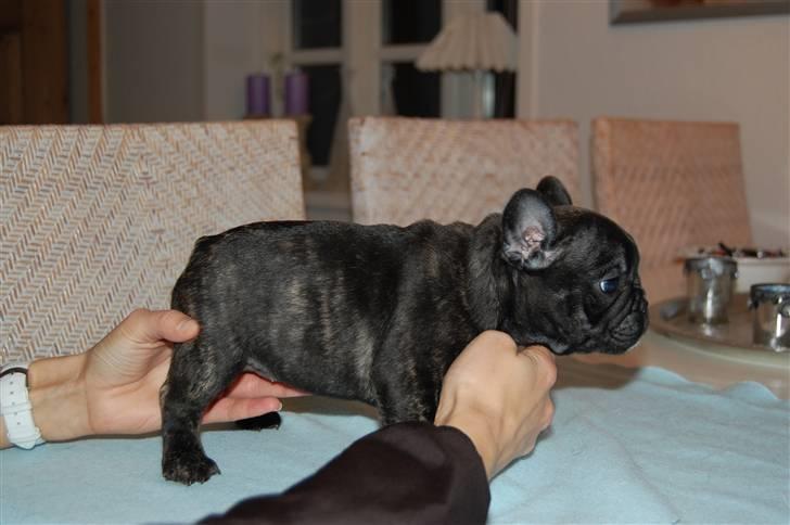 Fransk bulldog Aabech Enya Exellence  R.I.P - En rigtig lille "udstillings-hund" :-) billede 8