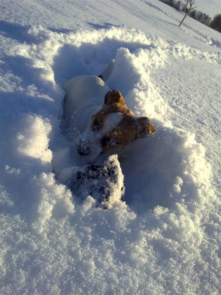 Jack russell terrier Vaks billede 6