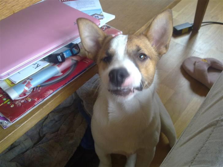 Jack russell terrier Vaks - smil til fotografen :D billede 7