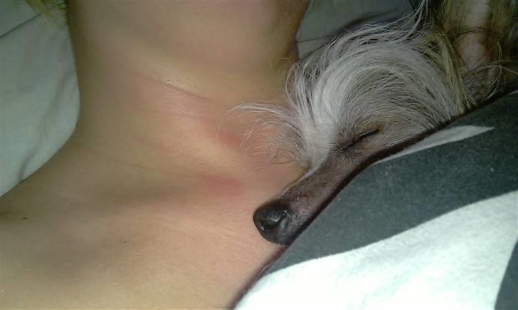 Chinese crested hårløs Cronhammar's Imperial China billede 14