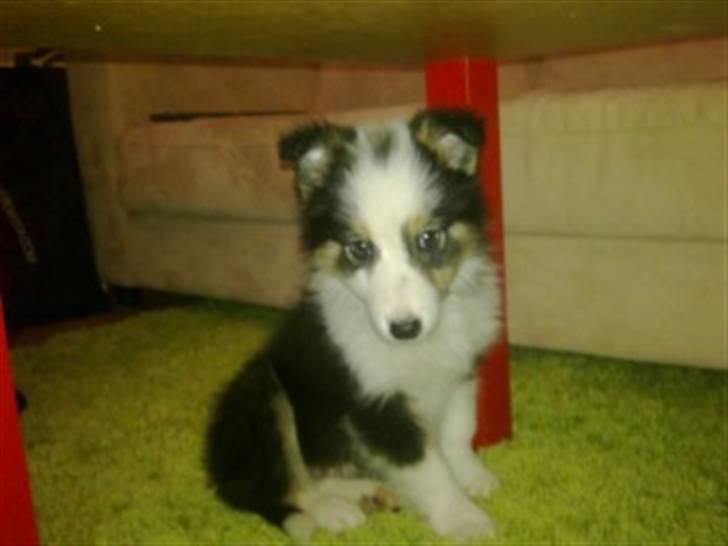 Border collie Cimber billede 1