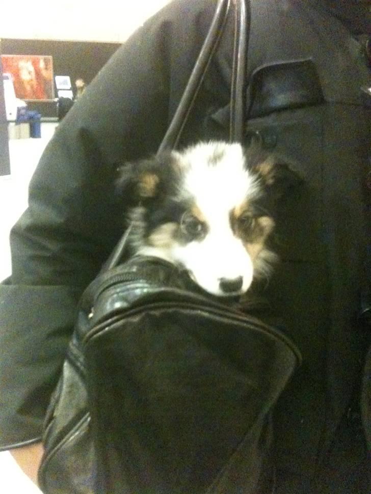 Border collie Cimber billede 2