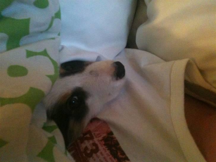 Border collie Cimber billede 3