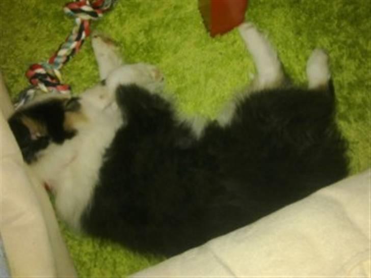 Border collie Cimber billede 4