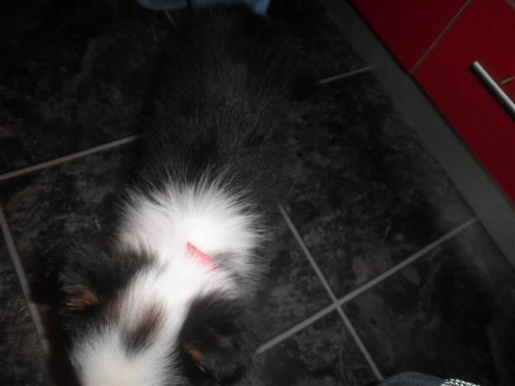 Border collie Cimber billede 5