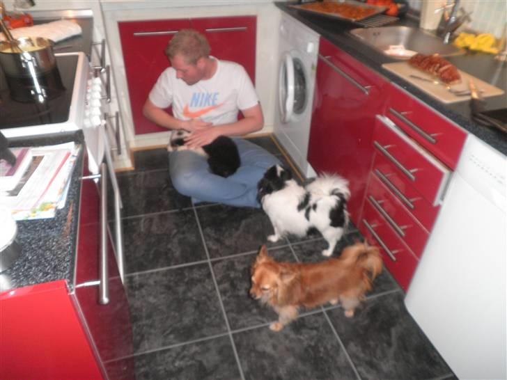 Border collie Cimber billede 6