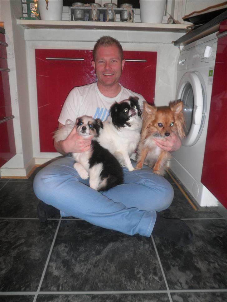 Border collie Cimber billede 7