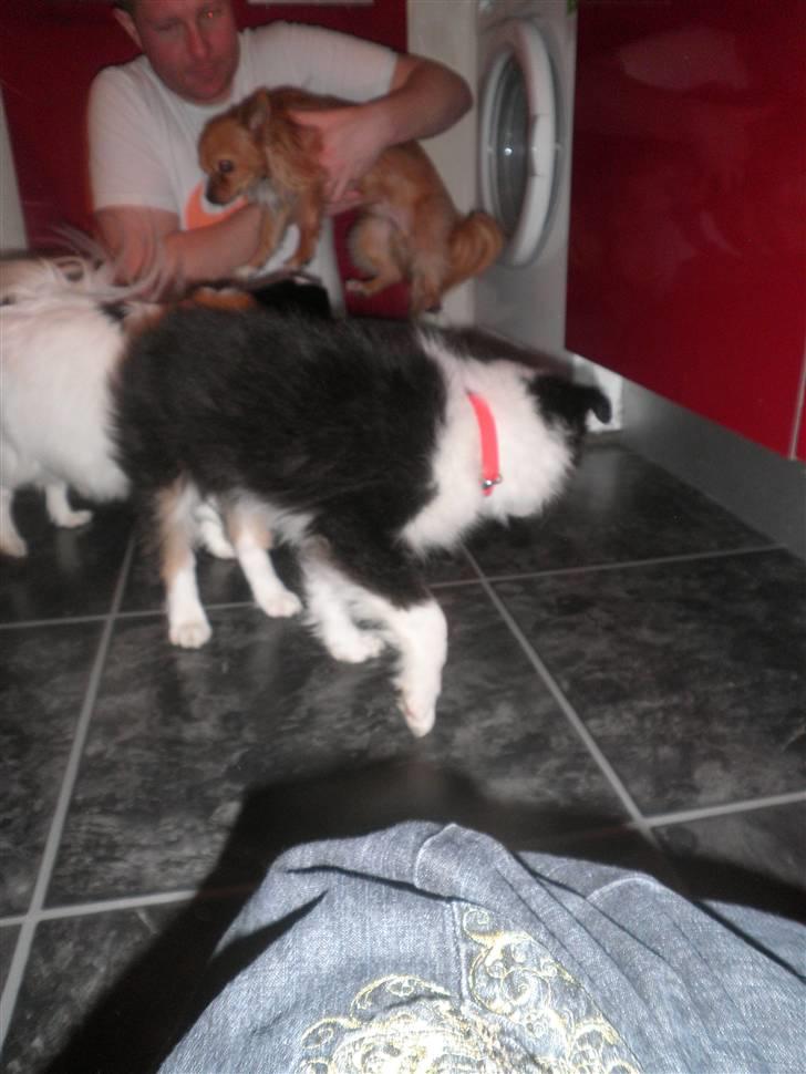 Border collie Cimber billede 8