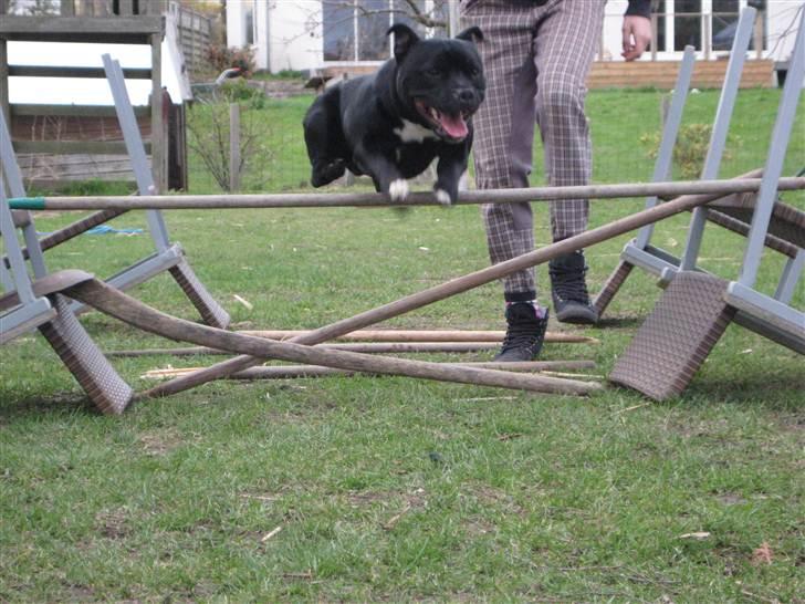 Staffordshire bull terrier nemo billede 9