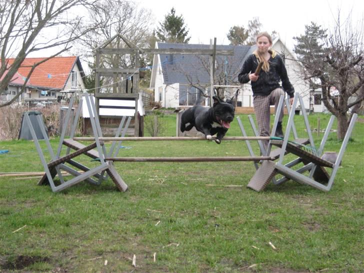 Staffordshire bull terrier nemo billede 10