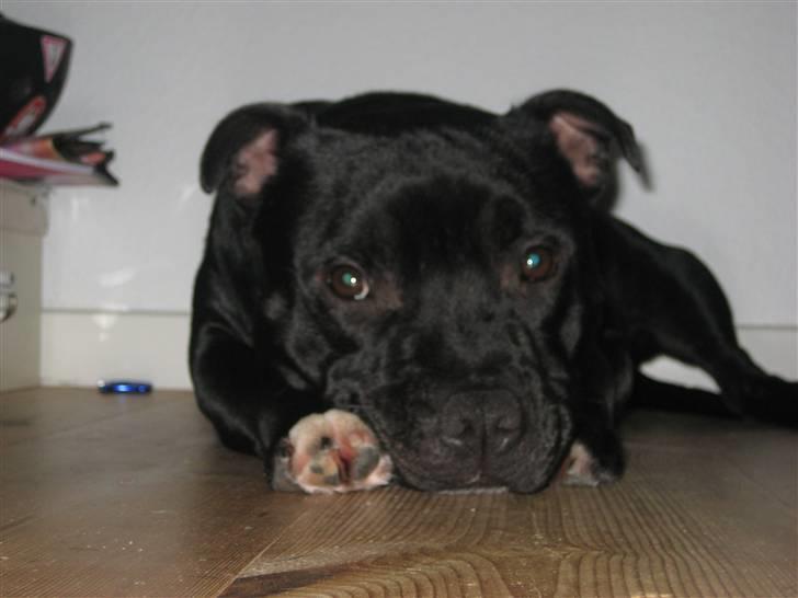 Staffordshire bull terrier nemo billede 11