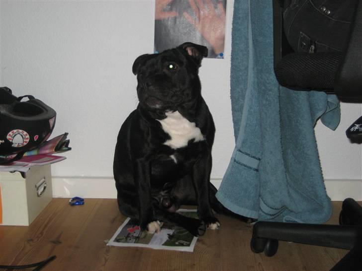 Staffordshire bull terrier nemo billede 12