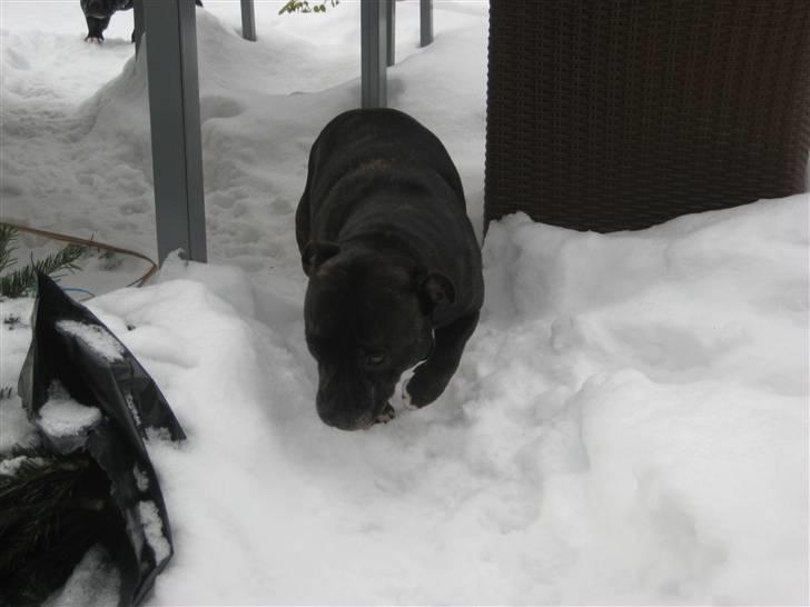 Staffordshire bull terrier luca billede 13