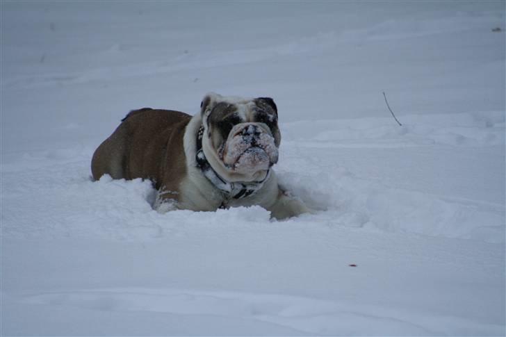 Engelsk bulldog Quark billede 19