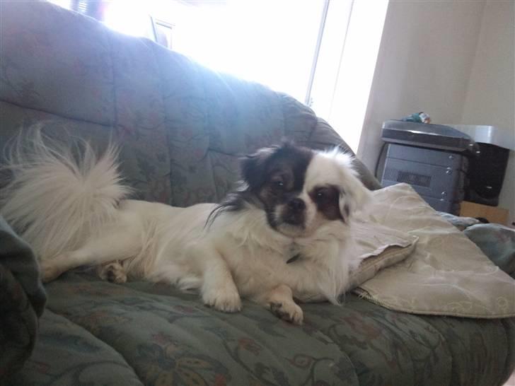 Tibetansk spaniel Cosmo billede 1