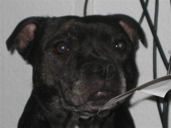 Staffordshire bull terrier luca billede 14