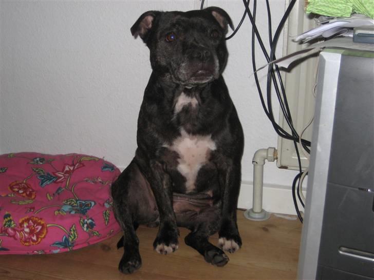 Staffordshire bull terrier luca billede 15