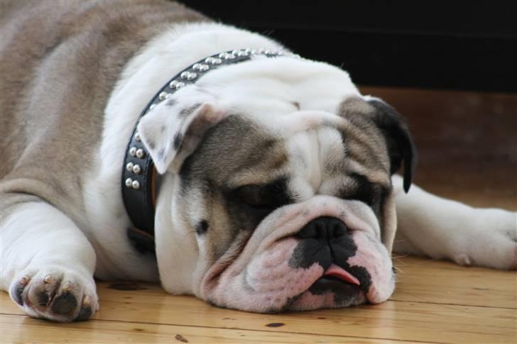 Engelsk bulldog Quark billede 20