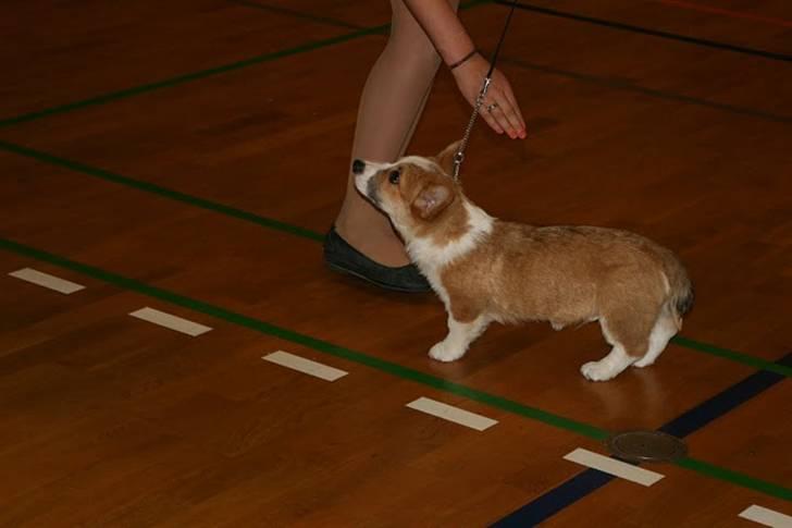 Welsh corgi pembroke Snickers billede 6