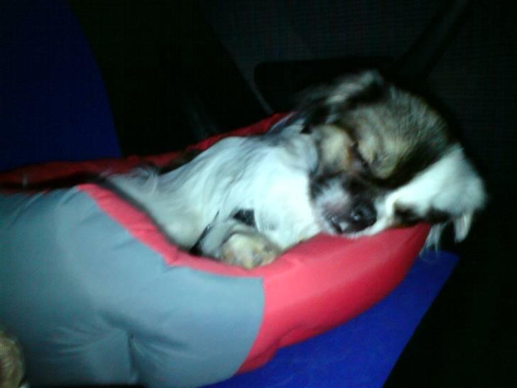 Tibetansk spaniel Cosmo billede 2