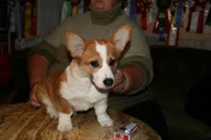 Welsh corgi pembroke Snickers billede 7