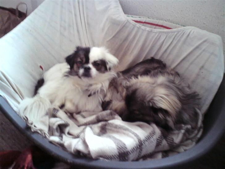 Tibetansk spaniel Cosmo billede 3