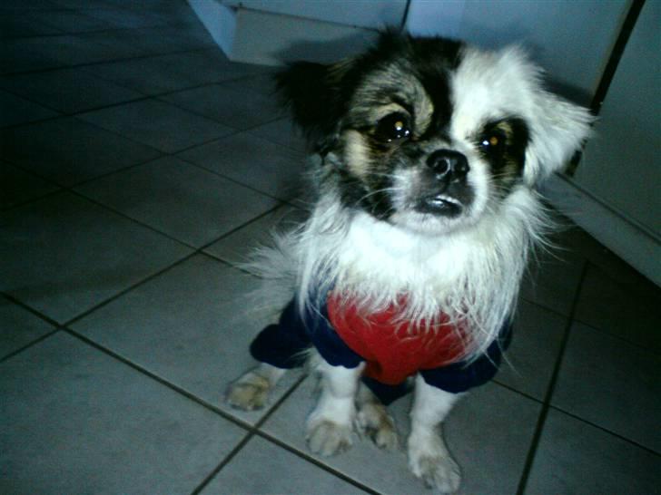 Tibetansk spaniel Cosmo billede 4