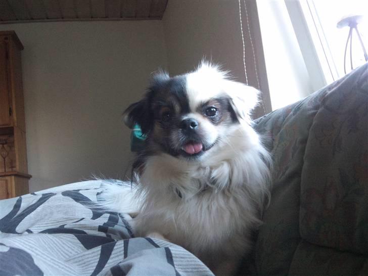 Tibetansk spaniel Cosmo billede 5