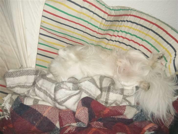 Tibetansk spaniel Cosmo billede 6