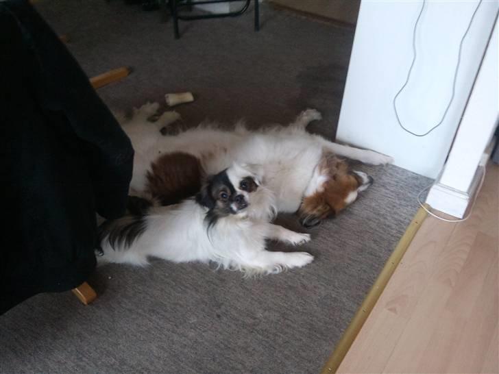 Tibetansk spaniel Cosmo billede 7