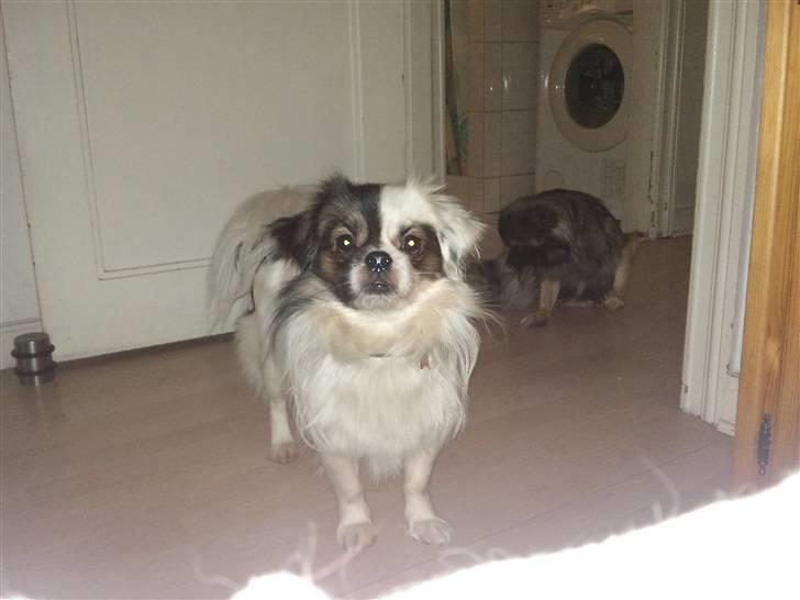 Tibetansk spaniel Cosmo billede 8