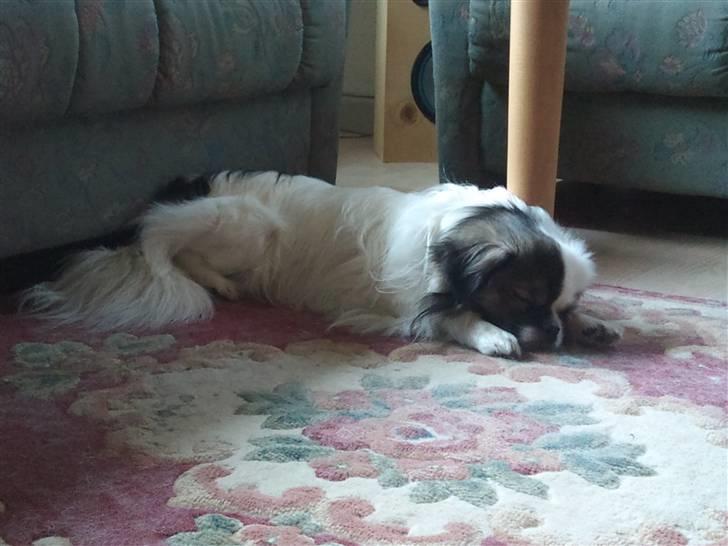 Tibetansk spaniel Cosmo billede 9