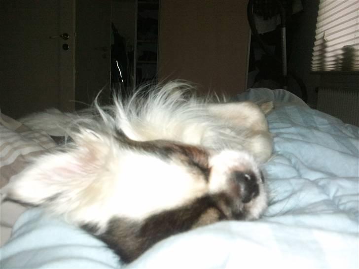 Tibetansk spaniel Cosmo billede 10