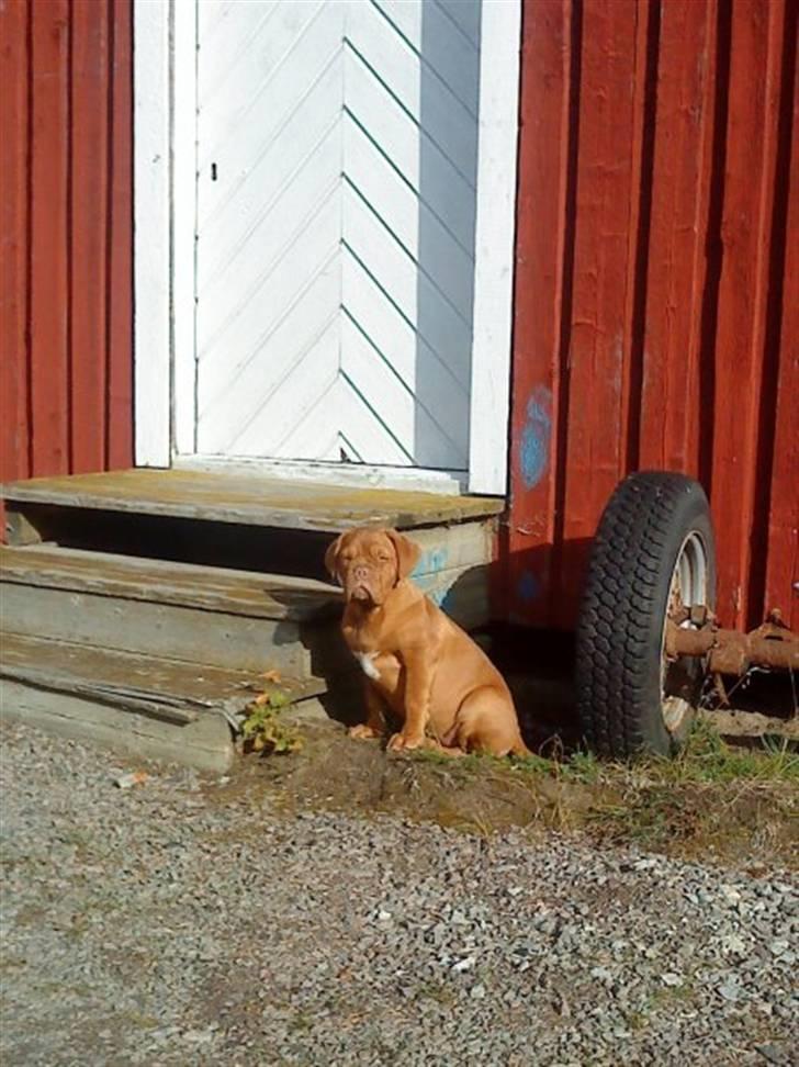 Dogue de bordeaux Bella - Smukke Bella ca.4mdr billede 15