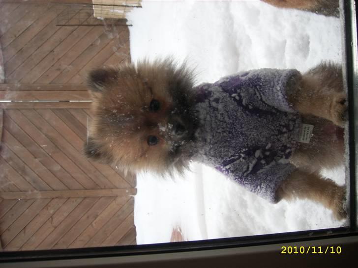 Pomeranian Maggie billede 10