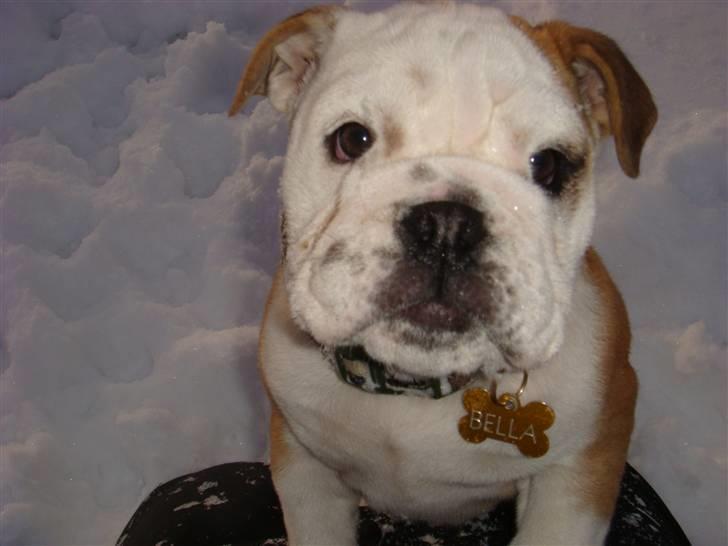 Engelsk bulldog Bella billede 9