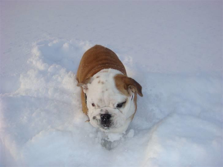 Engelsk bulldog Bella billede 10