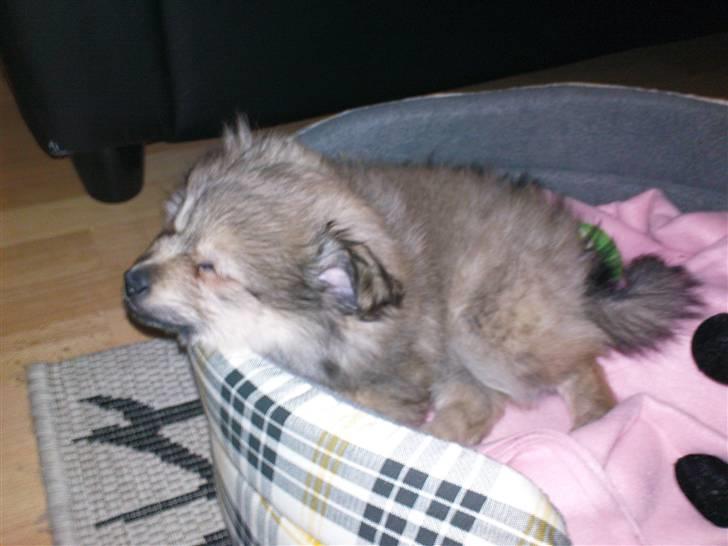 Blanding af racer Dixie - Dengang hun var til at styrer ;b billede 2