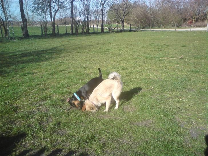 Blanding af racer Dixie - Så skal der graves med vores gamle hund Jack(: billede 6