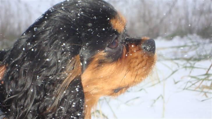 Cavalier king charles spaniel (Souvinier's) Charlie - Charlie i sneen d.2/12 2010 billede 8