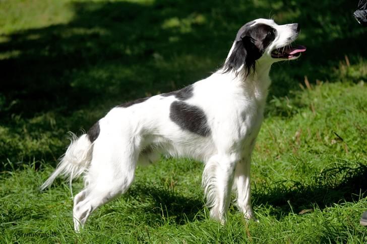 Blanding af racer Chips - Hundemarch Kolding 2010 billede 5