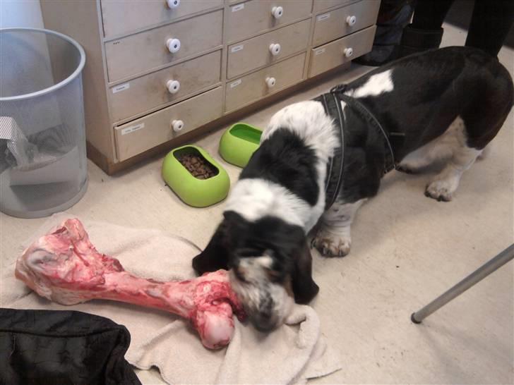 Basset hound Holger - Et "lille" ben ;) .. Godt at være med mor på arbejde billede 16